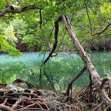 Voir la vidéo de La science au secours des mangroves de Martinique