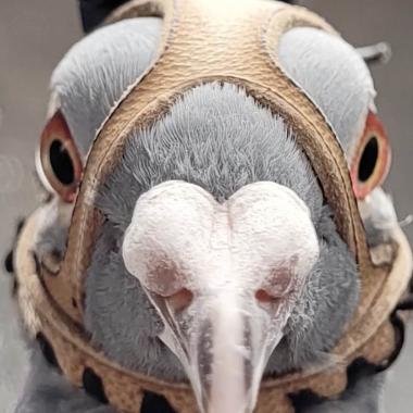 Voir la vidéo de Dans les yeux d’un pigeon