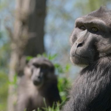 Voir la vidéo de Les singes les plus sociables sont-ils les plus ingénieux ?
