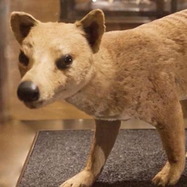 Voir la vidéo de Délit de « sale gueule » pour le thylacine ?