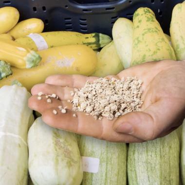Voir la vidéo de Nos légumes vont-ils disparaître ? La quête des graines du futur