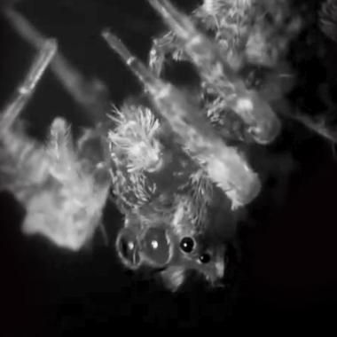 See video of Les araignées rêvent-elles ?