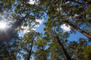 Un milliard d’arbres en Australie