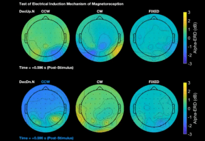 encephalogramme montrant les reactions du cerveau au champ magnétique