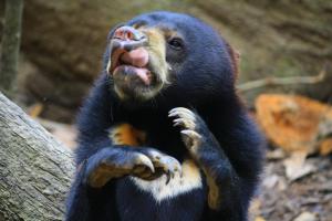 L’ours malais capable de mimétisme facial