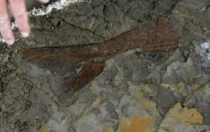 Un fossile de poisson datant d'il y a 66 millions d'années