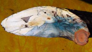 champignon lignivore au coeur d'une pièce de bois générant des motifs 