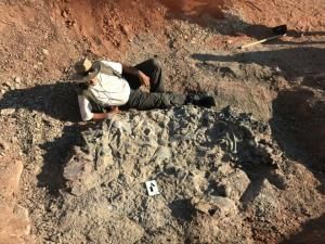 Argentine : découverte d’un cimetière de dinosaures datant de 220 millions d’années