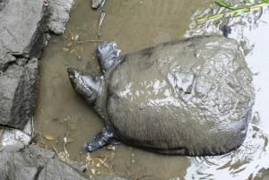 La tortue à carapace molle du Yangtsé ne compte plus que trois spécimens connus à la surface du globe après le décès samedi d'une femelle âgée d'au moins 90 ans au zoo de la ville de Suzhou, dans la région de Shanghai  © AFP STR