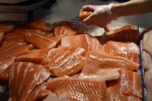 Le Canada autorise la production d’un saumon transgénique 
