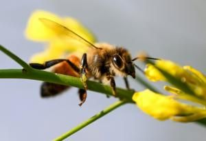 Le déclin des abeilles menace la sécurité alimentaire mondiale, selon la FAO