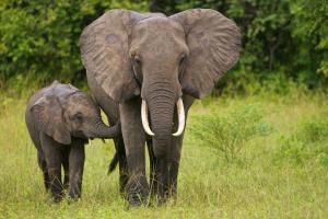 Baisse du braconnage des éléphants d&#039;Afrique 