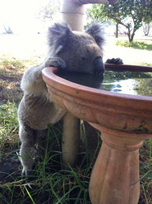 koala debout buvant dans un reservoir d'eau