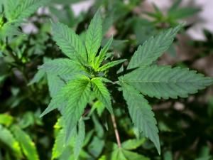 Le cannabis médical autorisé dans une trentaine de pays
