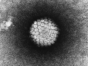 L’efficacité confirmée de la vaccination contre le papillomavirus 