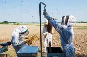 Agriculture : les abeilles la préfèrent bio