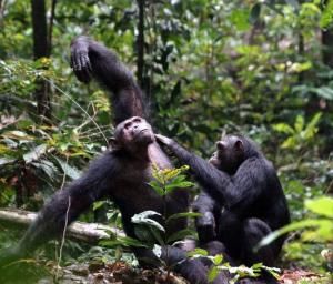 Les chimpanzés ne survivent plus que dans des « ghettos forestiers » 