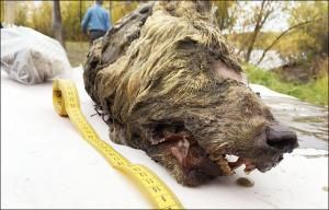 Un loup géant vieux de 40 000 ans refait surface en Sibérie