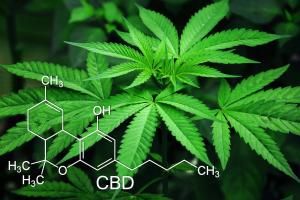 Académie de pharmacie : des confusions sur le « cannabis thérapeutique » ?