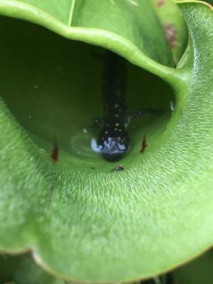 La salamandre proie d’une plante carnivore canadienne