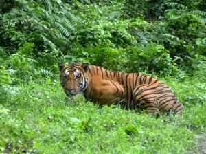 Inde : hausse de 30 % des tigres sauvages en quatre ans 