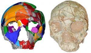 Le plus vieil Homo sapiens non africain a été retrouvé en Grèce