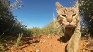 En Australie, les chats tuent plus de 1,5 milliard d’animaux par an