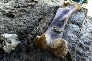 Le fémur d’un sauropode vieux de 140 millions d’années retrouvé en Charente