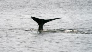 Le Canada annonce de nouvelles mesures pour protéger la baleine noire