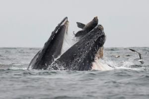 Rarissime photo d’un lion de mer tombant dans la gueule d’une baleine