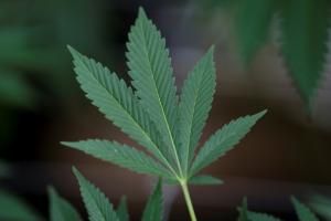 Expérimentation du cannabis thérapeutique : fumée blanche de l’Agence du médicament 
