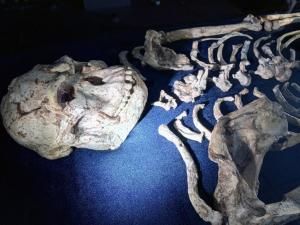 Little foot : un si vieil australopithèque