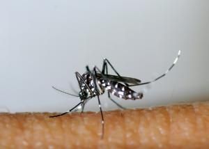 Zika, dengue et « chick » : la progression du moustique tigre favorise leur propagation en France 