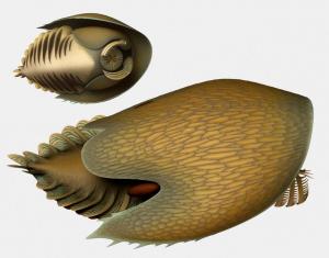  Un arthropode géant écumait les fonds marins il y a 506 millions d’années 