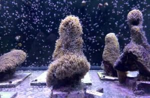 Des scientifiques font se reproduire du corail américain en laboratoire 