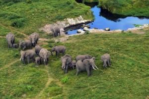 troupeau d'éléphants