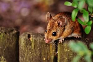 Corridor levantin : la migration des premières souris préhistoriques