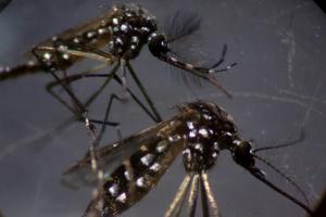  Brésil : une bactérie chez les moustiques, contre la dengue