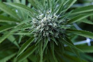 Le cannabis thérapeutique bientôt expérimenté en France