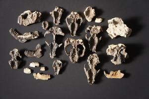 Une exceptionnelle moisson de fossiles raconte la vie après les dinosaures