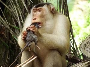 Des singes mangeurs de rats, alliés objectifs des plantations de palmiers à huile 