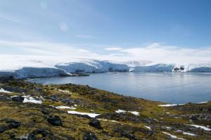 Les espèces invasives apportées par l’Homme, l’autre menace pour l’Antarctique 
