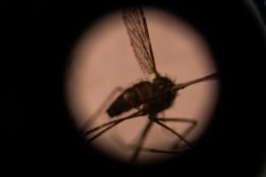 Stériliser les moustiques pour combattre des maladies ? L’ONU tente le pari 