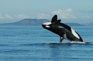 Les orques ménopausées, un atout pour la survie de leurs petits-enfants 