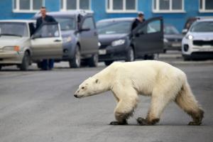 Dans l’Arctique russe, le cannibalisme en hausse chez les ours blancs