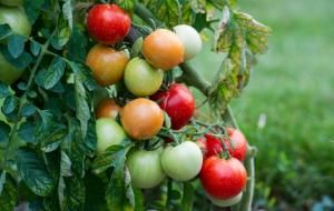 Production de tomates : un virus inquiétant identifié dans le Finistère
