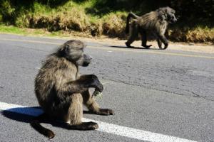 Les mères babouins pourraient éprouver le deuil 
