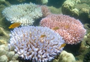 En Australie, un nouvel épisode de blanchiment sur la Grande Barrière de corail
