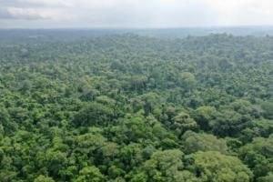 Les forêts tropicales risquent bientôt d’émettre plus de CO2 qu’elles n’en captent 
