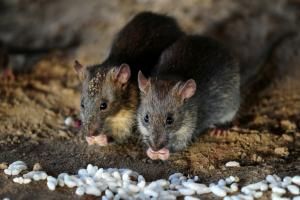 Les rats, capables de « sentir » les tricheurs 